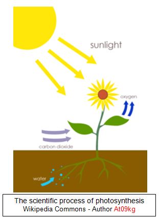 Photosynthesis Not So Simple Alpha Omega Institute