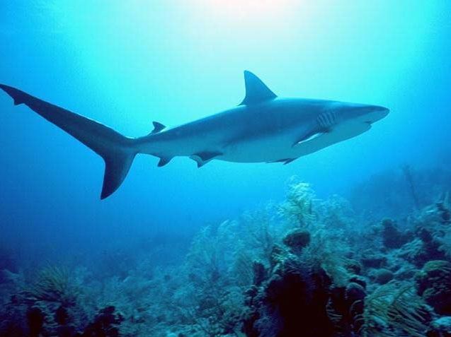 omega shark