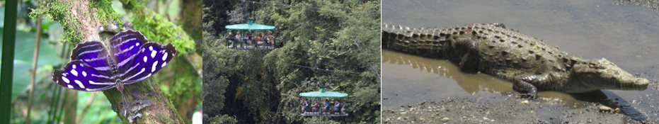 costa rica butterfly tram crocodile