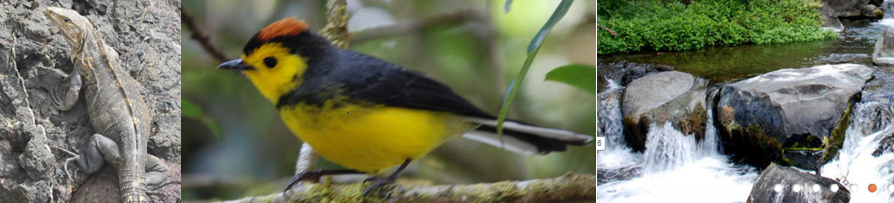 costa rica lizard bird water