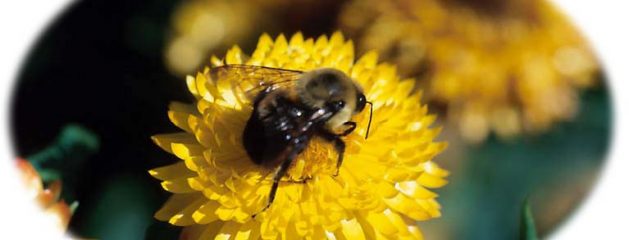 Supercomputing Bees!