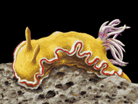 banana-sea-slug 5