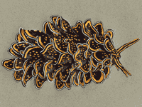 butterfly-sea-slug 6