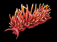 sea-slug-red 7