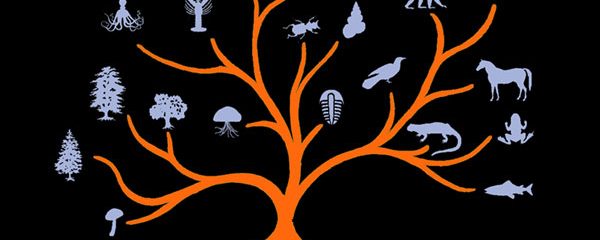 Is the Evolutionary Tree Simple or Too Complex?
