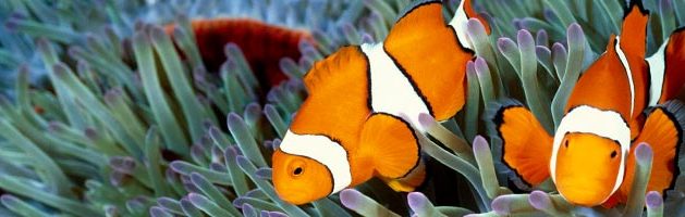 Sea Life
