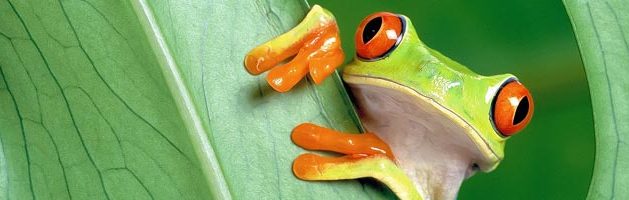 Tree Frog