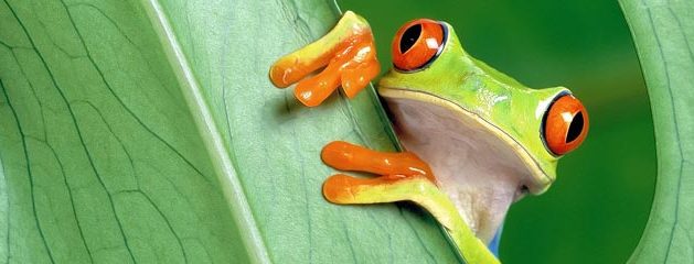 Tree Frog