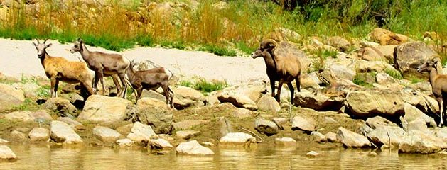 Scenery – Bighorns