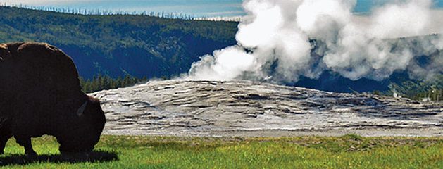 Yellowstone – Bison