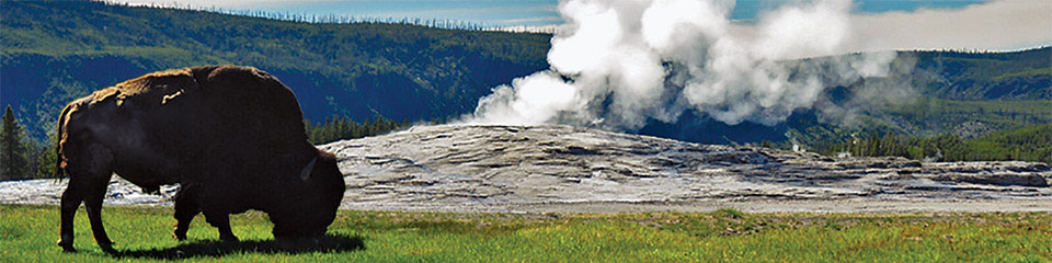 Yellowstone – Bison » 