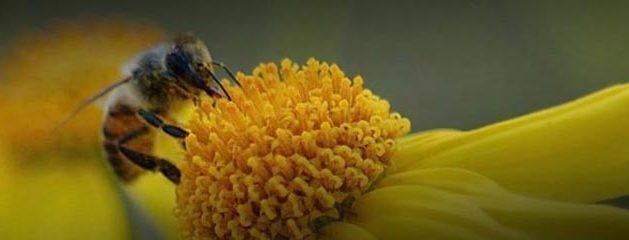 Closeup – Bee