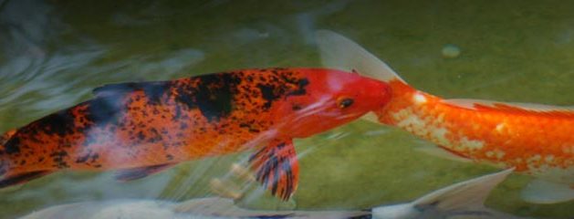 Closeup – Fish