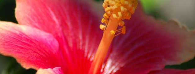 Closeup – Flower