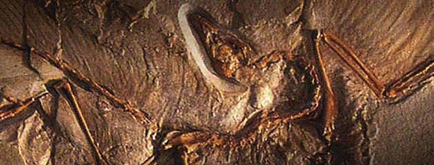 Fossil – Archeoptrix