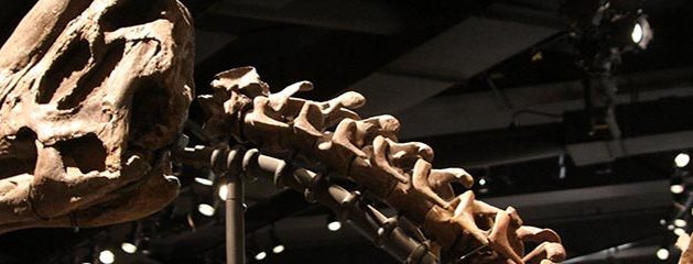 Tours – Dinosaur Museum