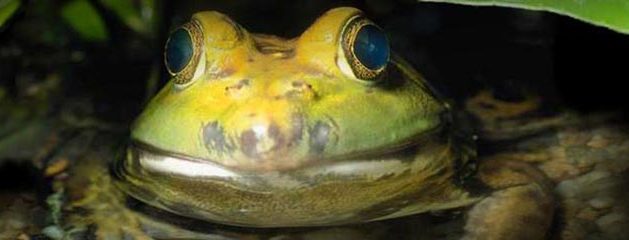 Closeup – Frog