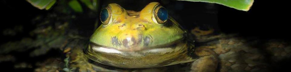Closeup – Frog » 