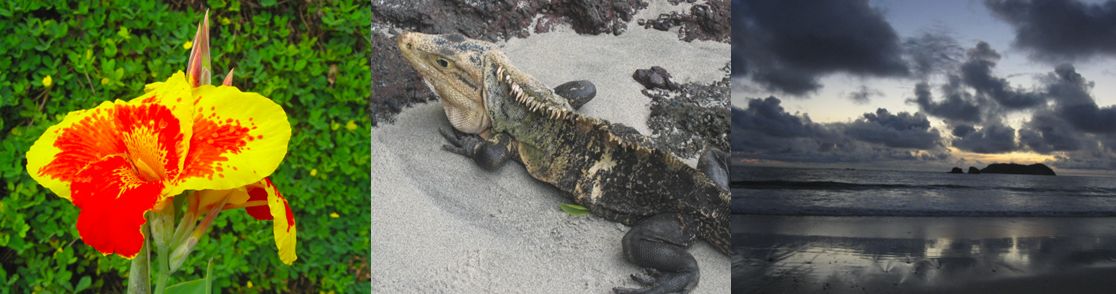 costa rica flower iguana beach