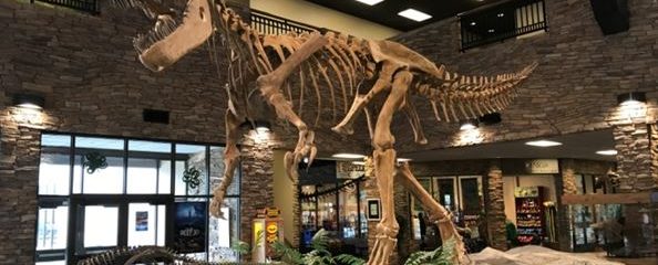 Huge Fossil Beds formed by a…Huge Flood?