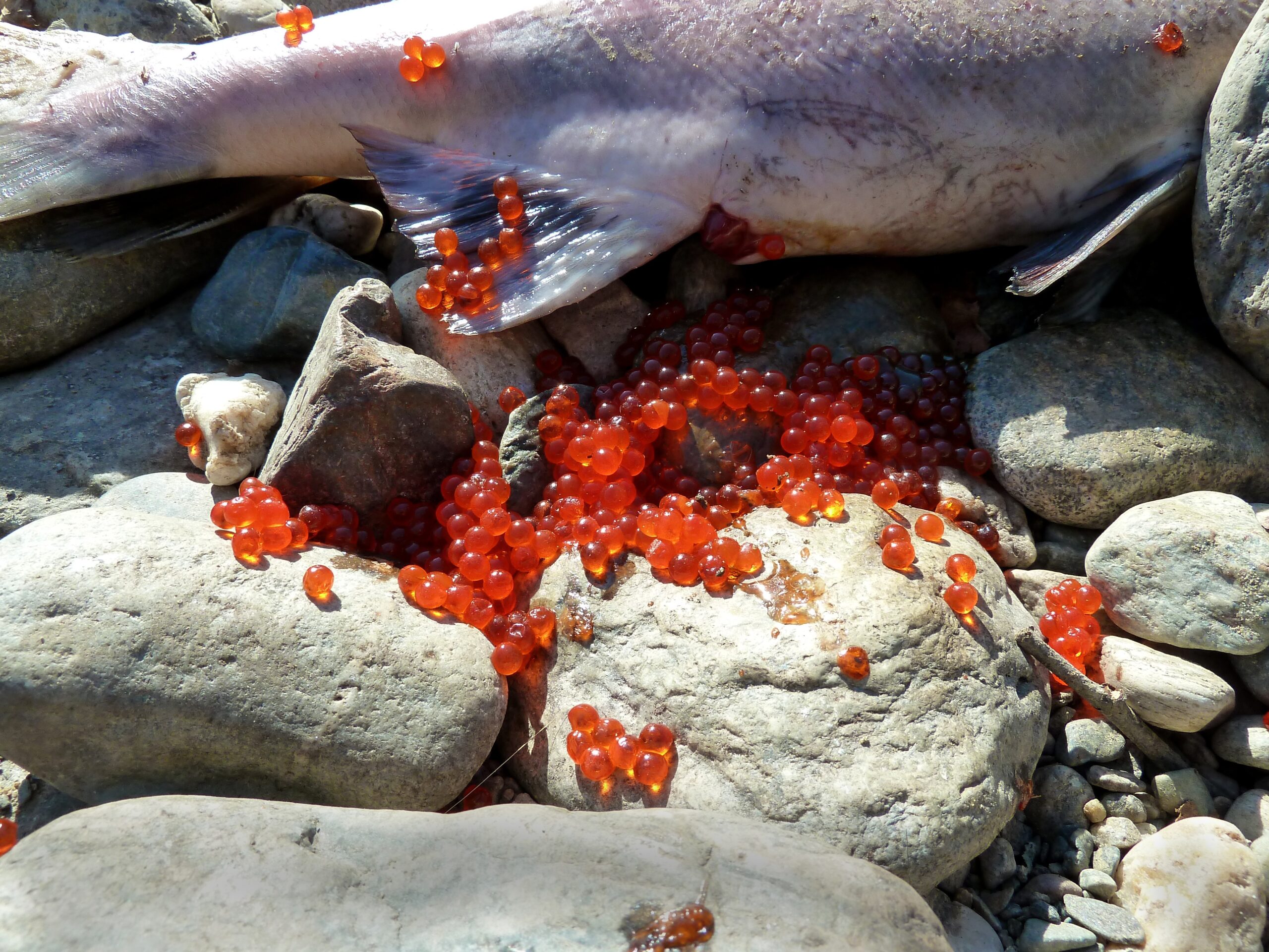 A Fish Giving Live Birth! – Is it an Evolutionary Leap?? | Alpha Omega