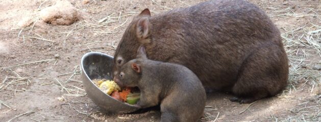 The Wombat – a Backwards Creature!!…But Evidence of a Designer!!