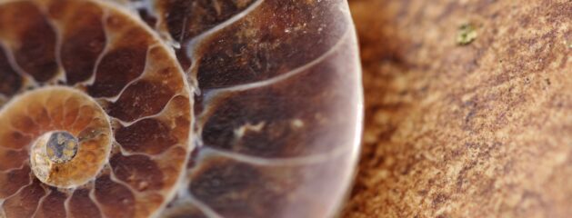 An Ammonite in Amber!!