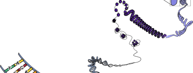 For 30 years, we thought we had 24 pairs of chromosomes.