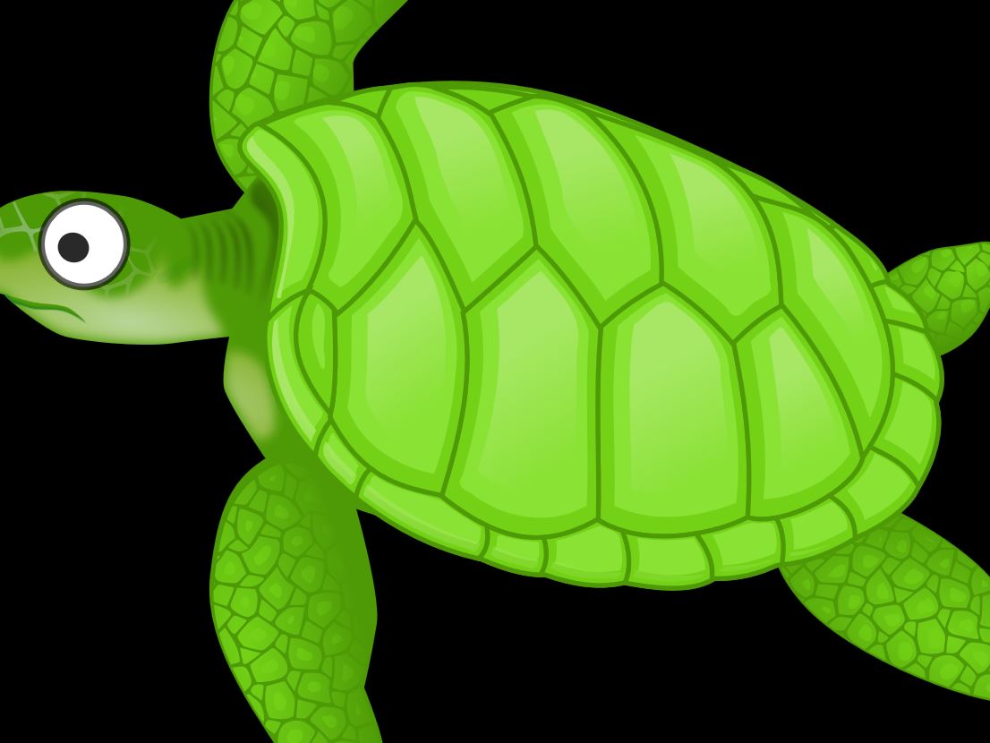 Turtle Time #4: Designed Turtle Shells!! | Alpha Omega Institute