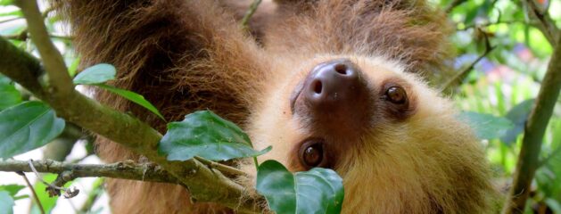 Sloths – Designed not Evolved!