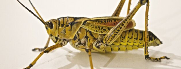 Grasshoppers Have…Knees?? – Evidence of Design!